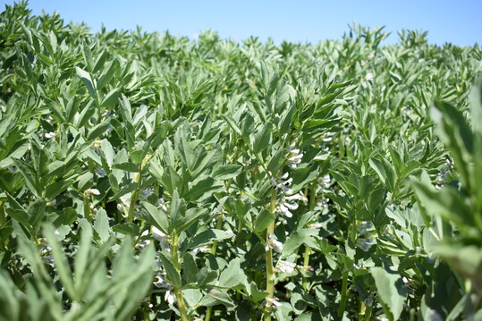 Ackerbohnen sind ein gefragtes Futtermittel.