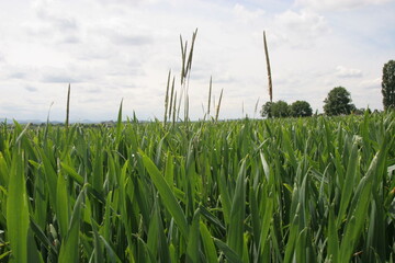 Blühender Ackerfuchsschwanz