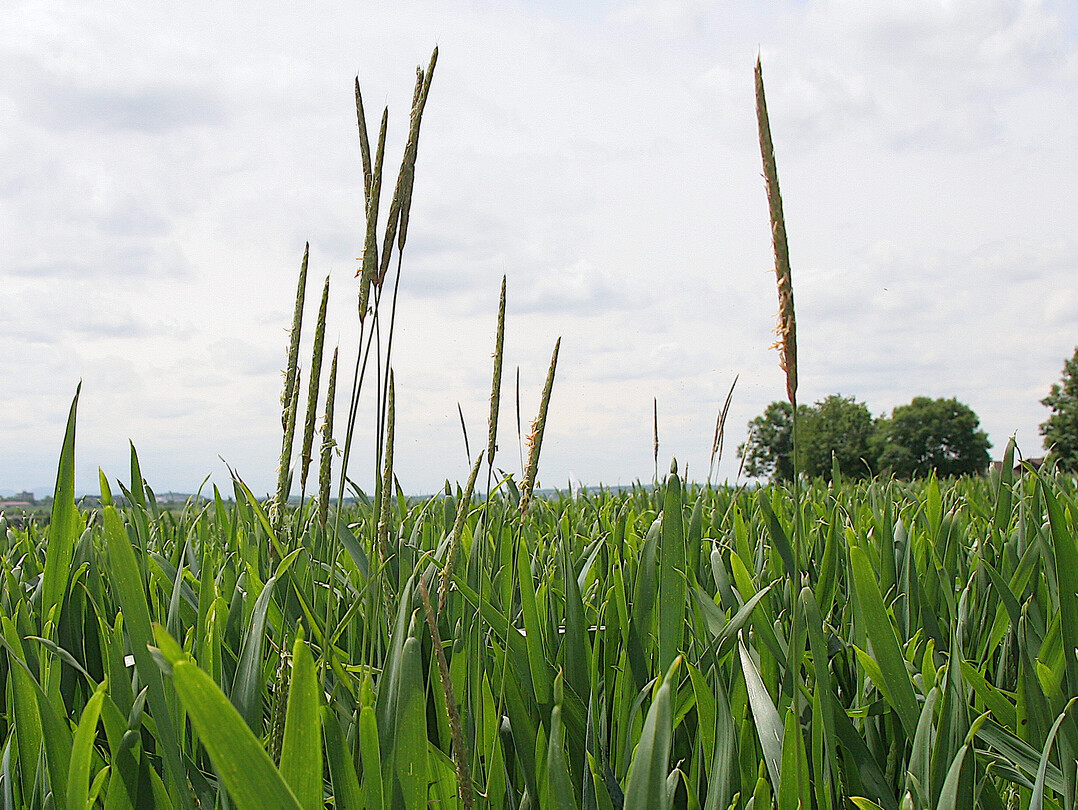 Acker-Fuchsschwanz in einem heranwachsenden Getreidebestand.