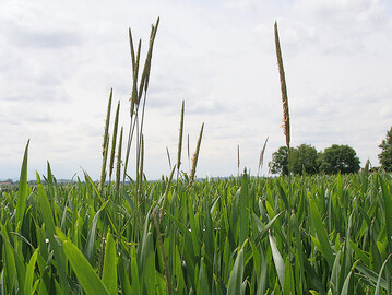 Acker-Fuchsschwanz in einem heranwachsenden Getreidebestand.