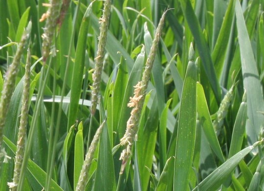 Bl�hender Ackerfuchsschwanz