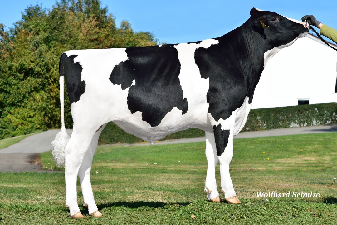 Adrian PP aus der Zucht von Uwe und Rudi Bauer in Salem-Buggensegel macht 100 Prozent hornlose K�lber.