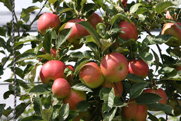 Die Apfel- und Birnenernte fiel in Rheinland-Pfalz in diesem Jahr deutlich niedriger aus als im Vorjahr.