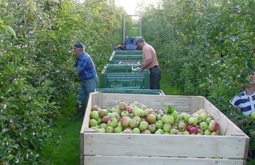 In den kommenden Wochen beginnt die Apfelernte: Europaweit wird mit einer insgesamt schwachen Kernobsternte gerechnet, was den angespannten Apfelmarkt entlasten d�rfte.