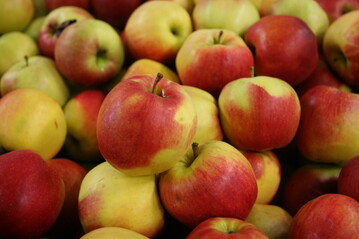 Nach dem schwachen Vorjahr k�nnen sich die Obstbauern in Rheinland-Pfalz �ber eine Apfelernte auf Durchschnittsniveau in diesem Jahr freuen.