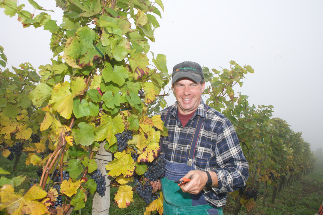 Stefan Meier, Vorstandsvorsitzender der Affentaler Winzer eG, bei der Weinlese.