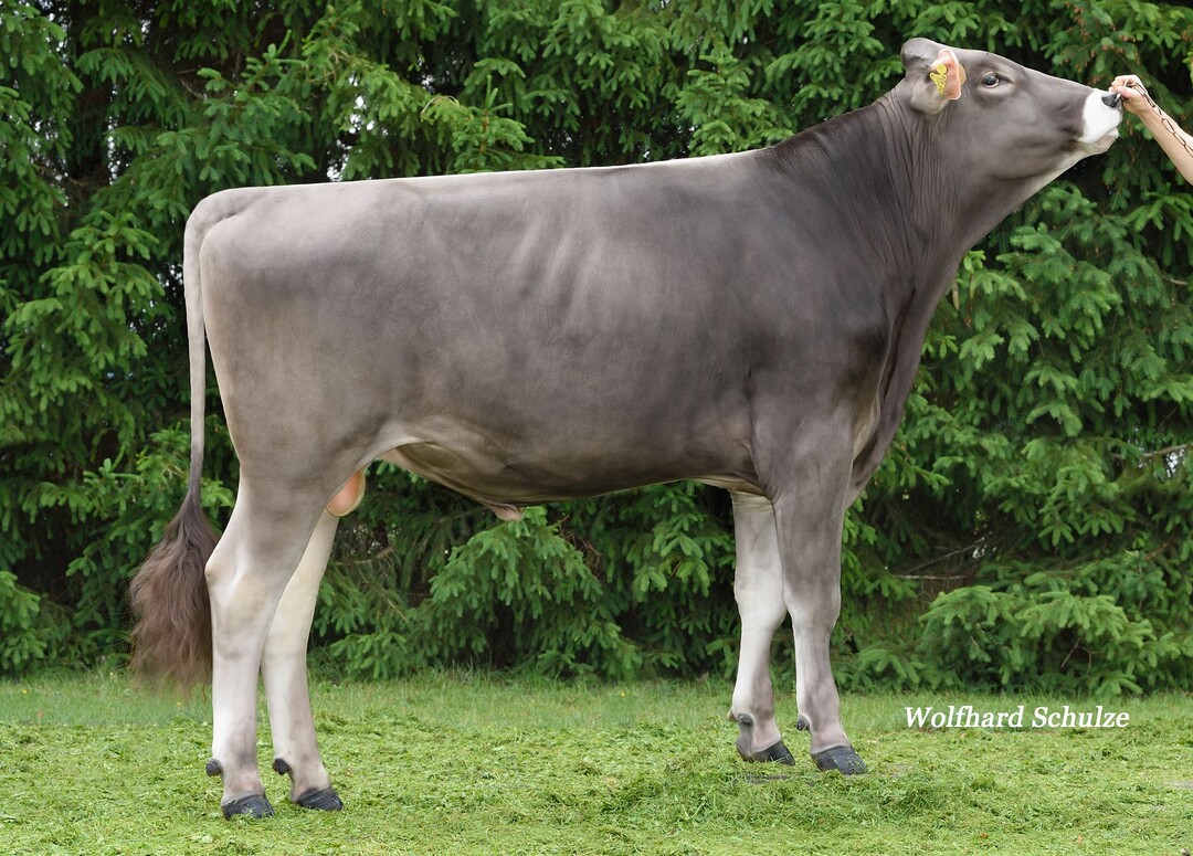 Afinox ist ein interessanter Antonov-Sohn der auf Huxoy-Finni zur�ck geht.