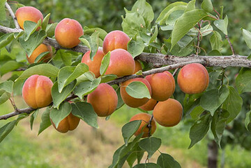 Schweizer Aprikosenneuz�chtung Lisa ist robust gegen Monilia.