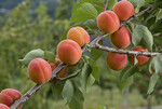Schweizer Aprikosenneuzüchtung Mia zeigt sich robuster gegen Bakteriosen.
