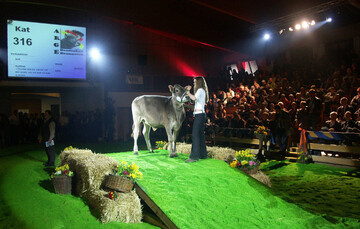 Bei der Jubil�umsviehschau der AHG am 3./4. November soll es eine Neuauflage der Eliteversteigerung mit exterieur-/zuchtwertstarken Jungtieren aus dem In- und Ausland geben. Alle Z�chter sind aufgefordert, Jungtiere ab dem Kalb noch genomisch untersuchen zu lassen und anzumelden. 