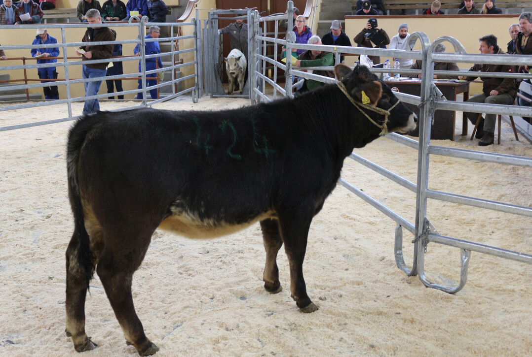 Zum Fressermarkt am 6. November sind �ber 50 Fresser im Alter von dreieinhalb bis zehn Monate gemeldet. Rund 30 Prozent stammen aus Biobetrieben.