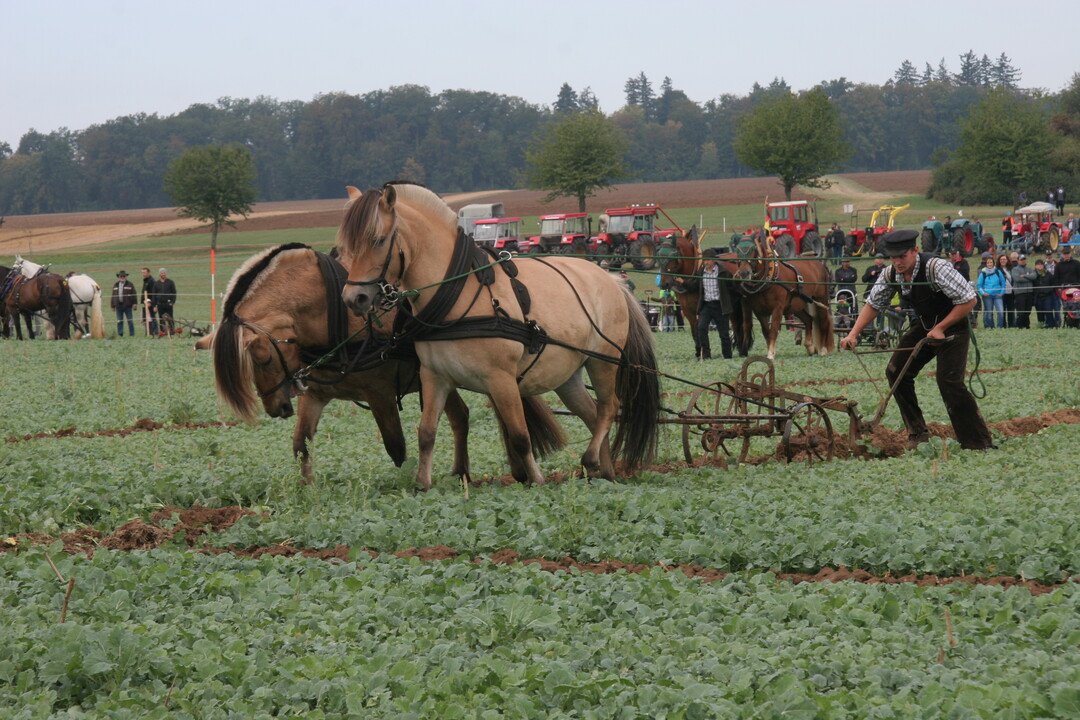 Frederik Ahrens aus Bad Fallingbostel in Niedersachsen, hier beim Trainingspfl�gen am Samstag, war bei den offenen Landesmeisterschaften im Gespannpfl�gen dabei.