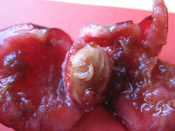 Durch Kirschessigfliege befallene Frucht. 