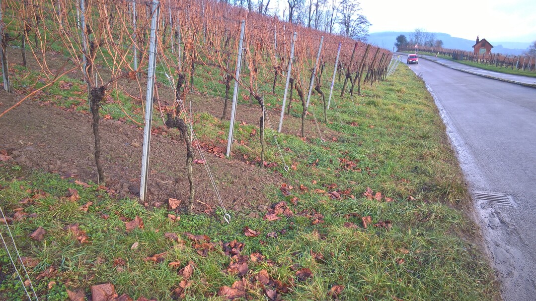 Da die Rebanlagen in Baden-W�rttemberg meist mit einem geringen Grenzabstand zu Wegen angelegt sind, wird der Weg als Hauptwendefl�che genutzt. Dadurch steigt die Unfallgefahr.