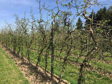 Apfelanlagen sollten bis Ende Mai m�glichst l�ckenlos gegen Schorf gesch�tzt sein. 