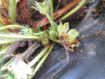 Starker Botrytisbefall bereits Mitte M�rz. Die sogenannte Stockf�ule gef�hrdet den Ertrag und wird forciert durch mangelhaftes L�ften im Tunnel.