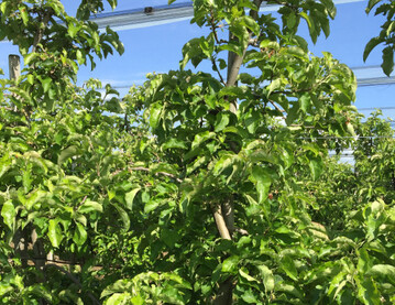 Auch wenn kein Ertrag zu erwarten ist, m�ssen Pflegema�nahmen fortgef�hrt werden, um h�here Kosten im Folgejahr zu vermeiden.