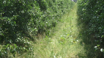 Hoher Unterwuchs mit Bl�hpflanzen bietet N�tzungen wichtigen Lebensraum. Ob das auch einen Effekt gegen den Birnblattsauger hat, muss sich noch zeigen. 