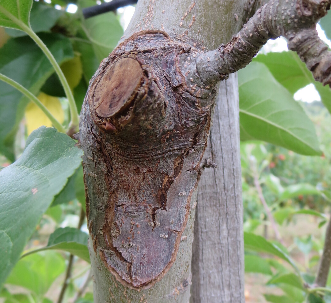 Obstbaumkrebs z�hlt zu den bedeutendsten Rindenkrankheiten. Konzentrische Ringe um den urspr�nglichen Infektionsherd sind ein markantes Zeichen. 