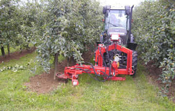 Bewuchsfreie Baumstreifen sind ein Muss. Normalerweise erfolgt dies mit Herbiziden, bisweilen kann aber auch eine Hacke eingesetzt werden. 