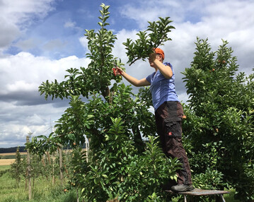 Zu starkes Wachstum in den Obstanlagen l�sst sich jetzt mit einem Augustschnitt begrenzen. 