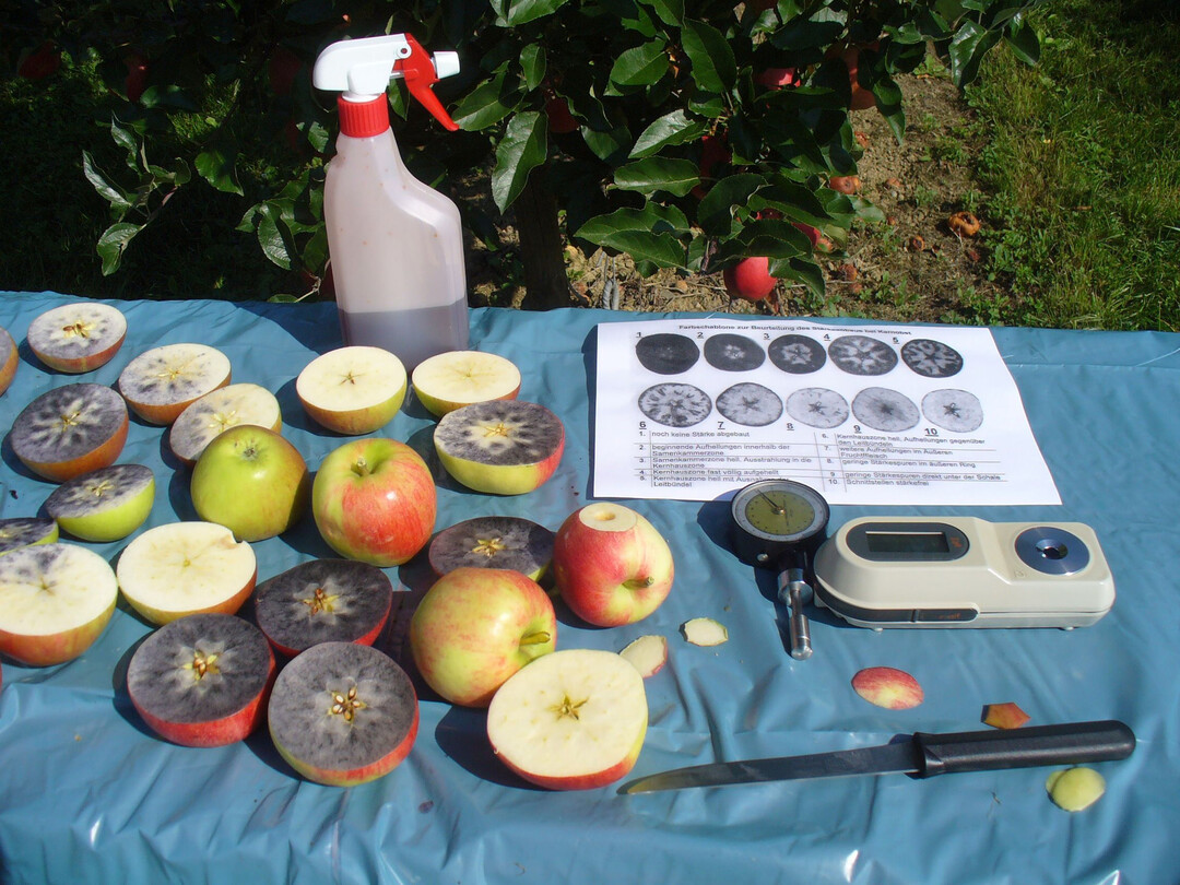 Mit einfachen Schnelltests l�sst sich der Reifebeginn von �pfeln n�herungsweise bestimmen.