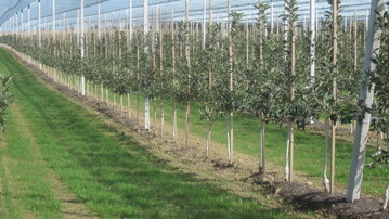 Neupflanzung im dritten Nachbau: Die fl�chige Ausbringung von Kompost und die Abdeckung des Pflanzstreifens kann zu vitaleren B�umen beitragen. 