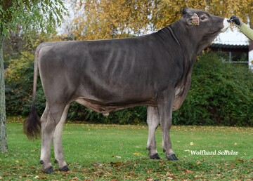 Albany, von Werner Frey in Rot an der Rot gezüchtet, ist der höchste genomische Bulle der Topliste.