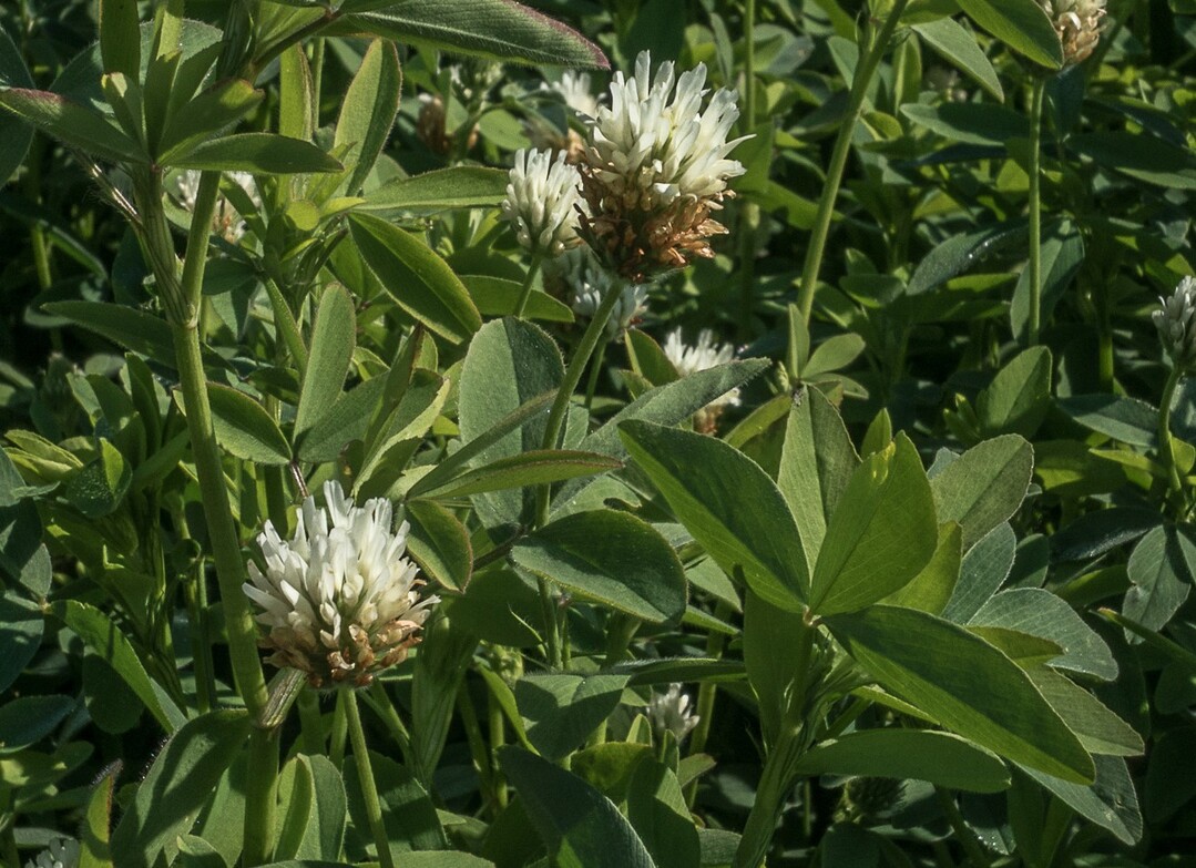 Eine gute Wahl f�r den Feldfutterbau sind Leguminosen wie der Alexandrinerklee.