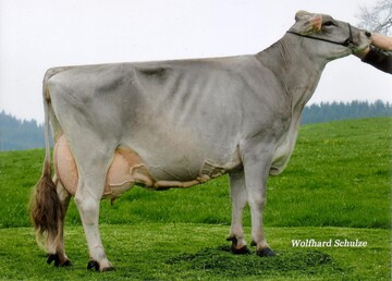 Alfi (Martin H�nsler, Wangen-Breiten) ist die Mutter des Spitzenbullen Varonto (GZW 133).