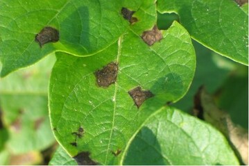 Alternaria (D�rrefleckenkrankheit) an Kartoffeln