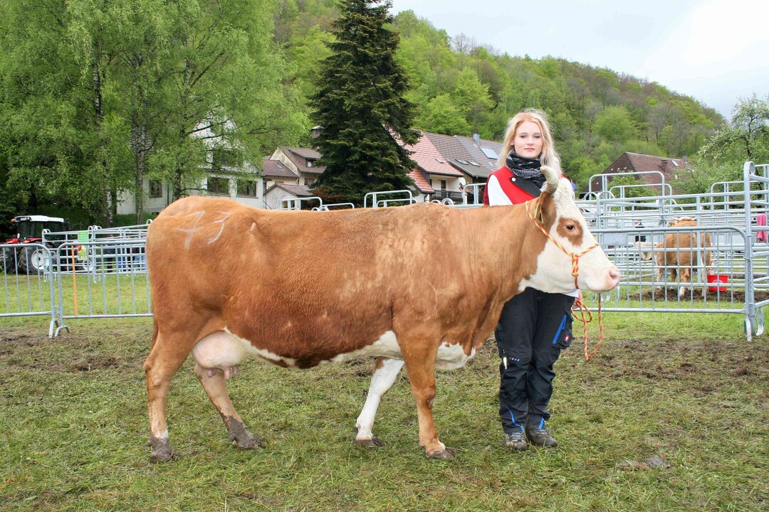 Altkuh Si: Altkuhsiegerin wurde die die älteste Schaukuh überhaupt, die Hansbobtochter Gisi von Hubert Schätzle au Todtnau-Präg. Mit 12 Kalbungen präsentierte sie sich sehr vital und konnte Leistung, gutes Exterieur und eine gute Melkbarkeit sehr gut miteinander verbinden. Nicht genug damit, sie wurde auch Eutersiegerin und war die Kuh mit der höchsten Lebensleistung.
