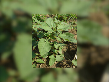  Achten Sie besonders in Sommerungen wie R�ben, Mais oder K�rnerleguminosen auf eine m�glichst gute Kontrolle des Amarants.