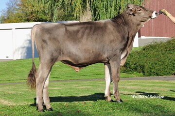 Antonov ist als kompletter Anibay-Sohn einer der international gefragtesten Bullen.