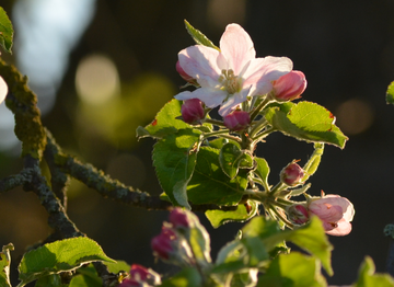 Die Apfelbl�te setzt immer fr�her im Jahr ein.