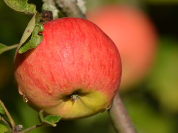 Beim Kernobst sind �pfel mengenm��ig f�hrend.