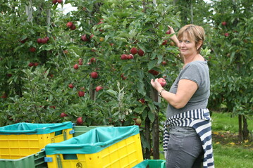 Im baden-württembergischen Obstbau dominiert der Apfelanbau mit großem Abstand vor anderen Baumobstarten.