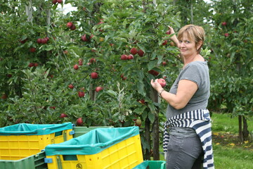 In diesem Jahr ernten die Schweizer Obstbauern deutlich mehr �pfel als im Frostjahr 2017.