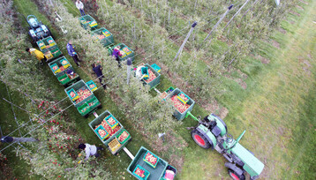 Am Bodensee werden im Vergleich zum Vorjahr sowie langjährigem Schnitt etwas mehr Äpfel geerntet bei wenig Bewegung bei den Sorten.