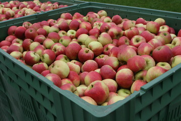 Der Markt f�r Tafel�pfel floriert.&nbsp;