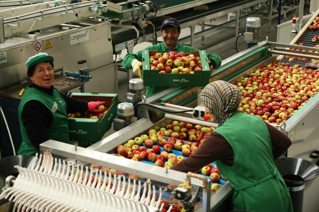 Später als üblich hat am Bodensee die Apfelernte begonnen. Ursache war die kühle Witterung zur Blüte und danach, was das Fruchtwachstum verzögert hat.