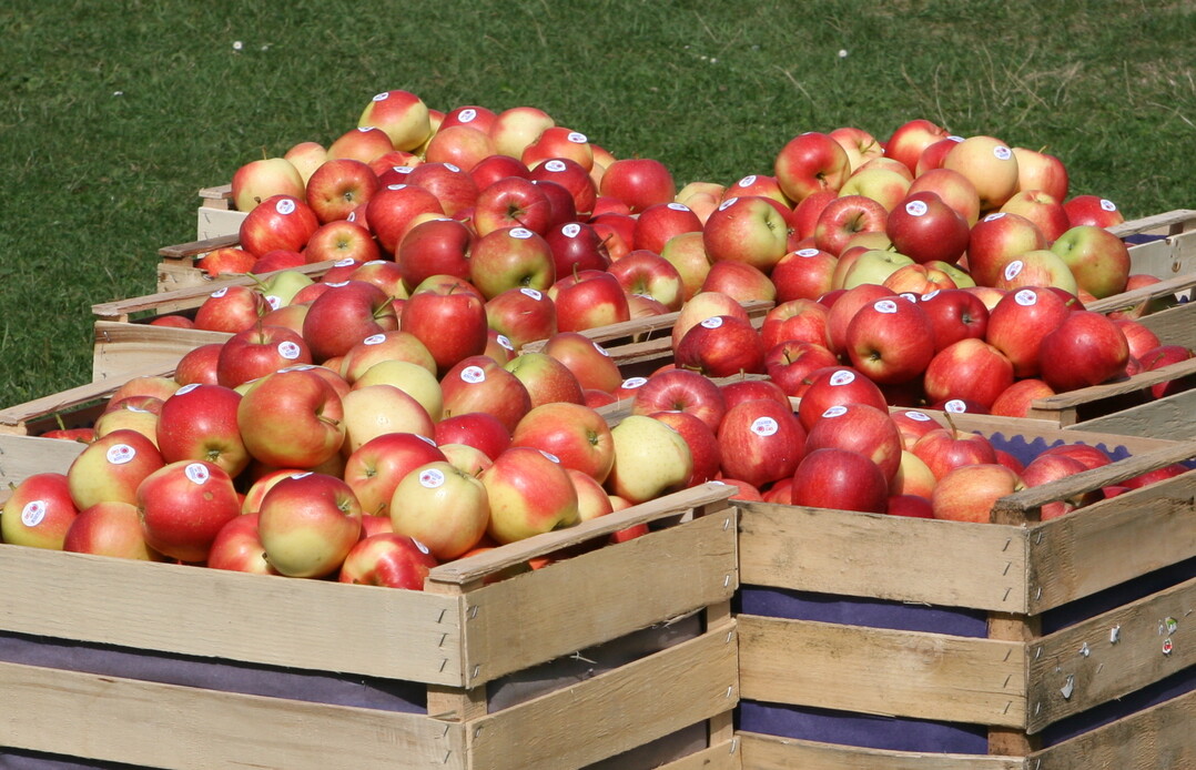 Damit �pfel rund ums Jahr gegessen werden k�nnen, f�hrt an einer Lagerung kein Weg vorbei. Lagerversuche helfen, die f�r jede Sorte optimalen Bedingungen herauszufinden. 