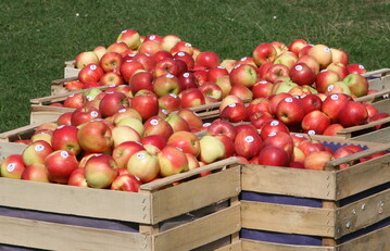 Damit Äpfel rund ums Jahr gegessen werden können, führt an einer Lagerung kein Weg vorbei. Lagerversuche helfen, die für jede Sorte optimalen Bedingungen herauszufinden.
