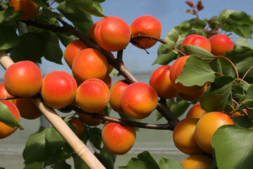 Zwei Schweizer Obstbauern aus dem Aargau steigen in den gesch�tzten Anbau von Aprikosen ein.