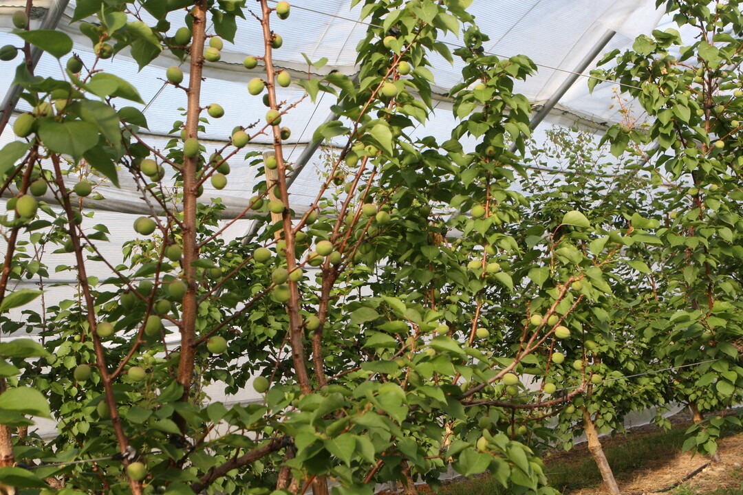 Tunnelanbau von Aprikosen