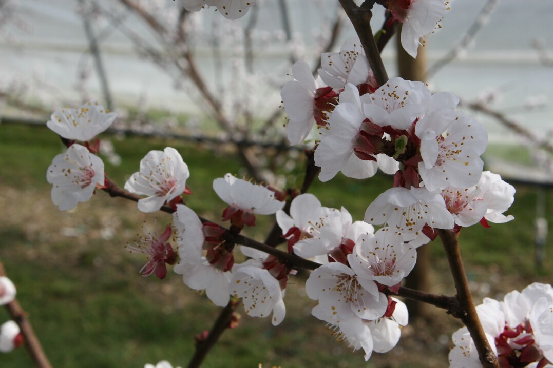 Am stärksten durch die vergangenen Frostnächte bedroht waren die Aprikosenbäume, die am Bodensee in voller Blüte standen. Einen Schutz bot hier der Anbau im Folientunnel.