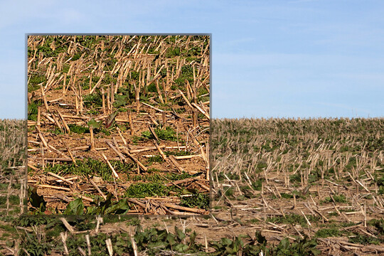 Die Pflanzenteile im Herbst so einzuarbeiten, dass sie rasch zersetzt werden, ist eine Herausforderung.