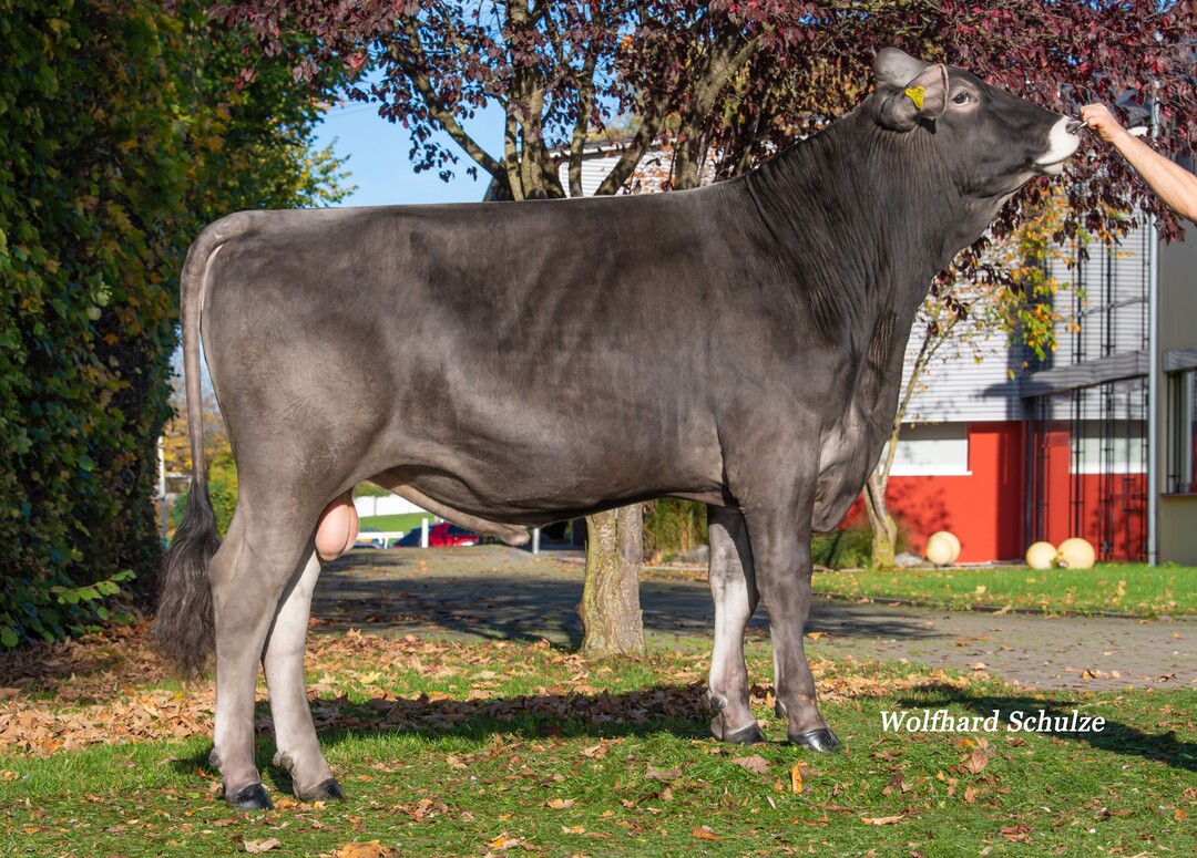 Der Amorie-Sohn Arezzo kann sich erneut um zwei Punkte auf GZW von 142 verbessern. Der Bulle wurde von Thomas Wenzler in Neukirch gezüchtet