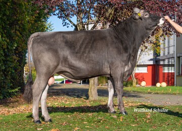 Der Amorie-Sohn Arezzo kann sich erneut um zwei Punkte auf GZW von 142 verbessern. Der Bulle wurde von Thomas Wenzler in Neukirch gezüchtet