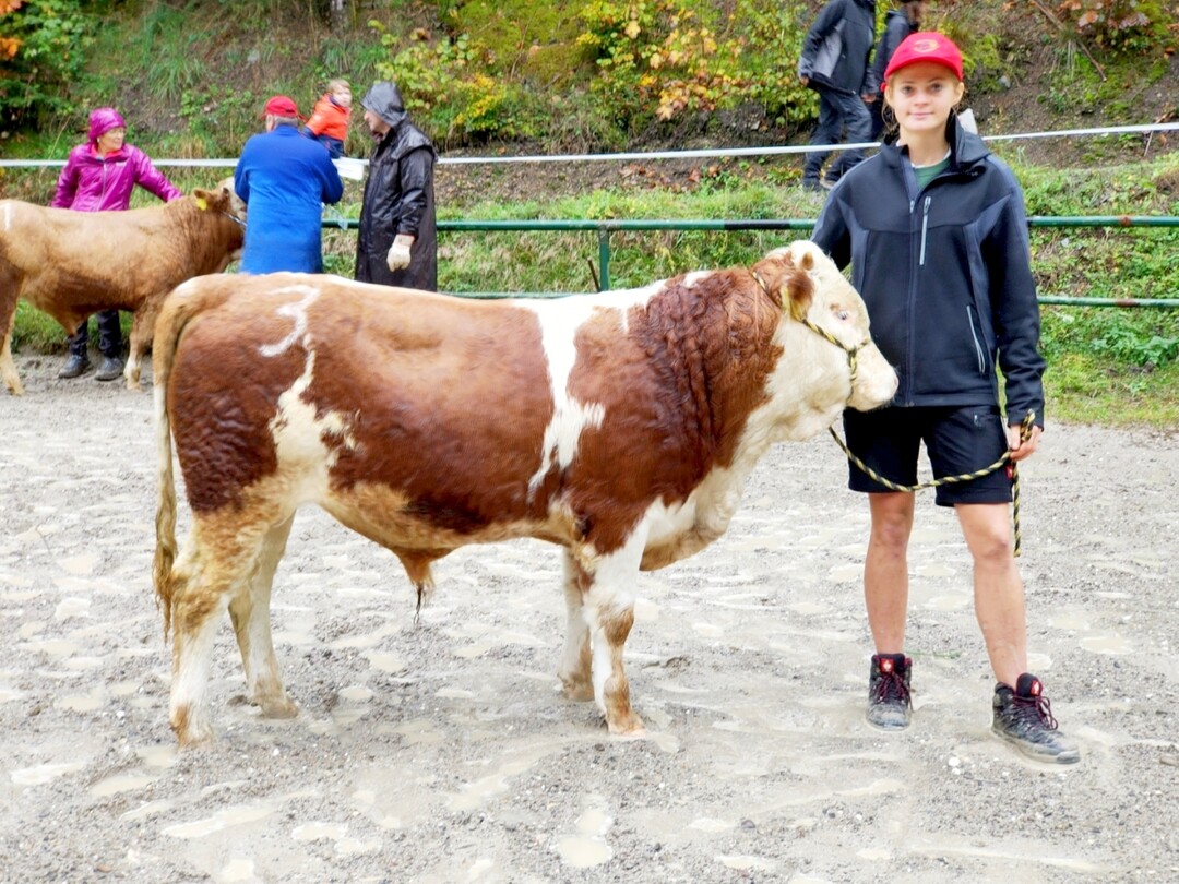 Der Arinax P-Sohn von Manfred Kuttler aus dem Kleinen Wiesental-Raich-Hohenegg war auf dem Hinterw�ldernmarkt in Sch�nau. Dieser Bulle war genetisch behornt, in 50 % der F�lle sind die Nachkommen hornlos. Die A-Linie steht f�r eine gute Fleischleistung. Neben Arinax P steht noch Arida in der Besamung zur Verf�gung.